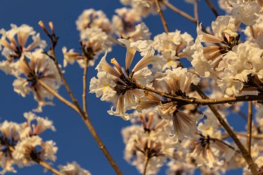 Detail of a flowering white ip with blue sky in the background.