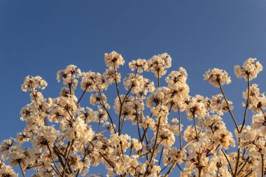 Some flowering branches of white ipe with blue sky in the background. Tabebuia roseo-alba.