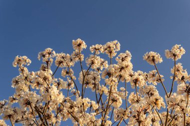 Some flowering branches of white ipe with blue sky in the background. Tabebuia roseo-alba.