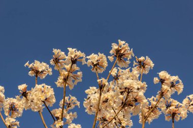 Some flowering branches of white ipe with blue sky in the background. Tabebuia roseo-alba.