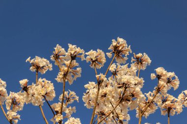 Some flowering branches of white ipe with blue sky in the background. Tabebuia roseo-alba.