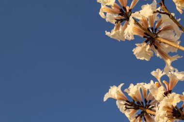 Some flowering branches of white ipe with blue sky in the background. Tabebuia roseo-alba.