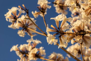 Some flowering branches of white ipe with blue sky in the background. Tabebuia roseo-alba.