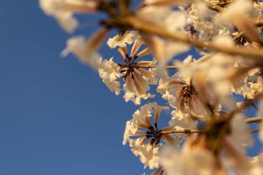 Some flowering branches of white ipe with blue sky in the background. Tabebuia roseo-alba.