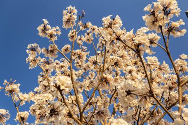 Some flowering branches of white ipe with blue sky in the background. Tabebuia roseo-alba.
