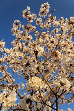  Detail of a flowering white ip with blue sky in the background.