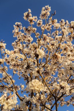  Detail of a flowering white ip with blue sky in the background.