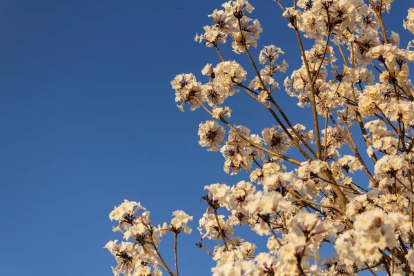 Detail of a flowering white ip with blue sky in the background.