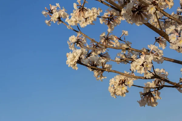 Detail of a flowering white ip with blue sky in the background.