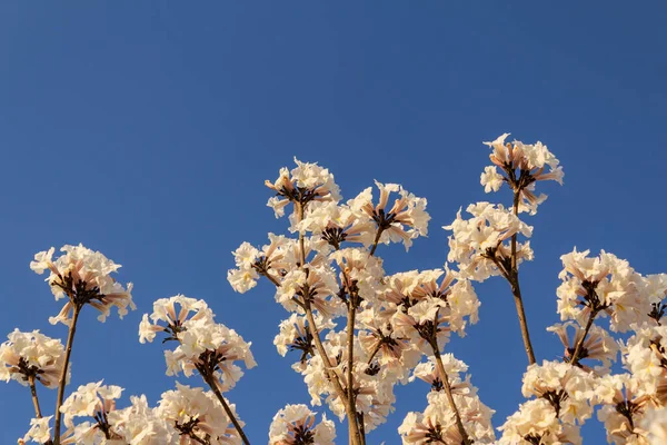 Detail of a flowering white ip with blue sky in the background.