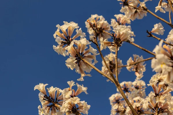 Деталь Квітучого Білого Іпа Блакитним Небом Фоні — стокове фото