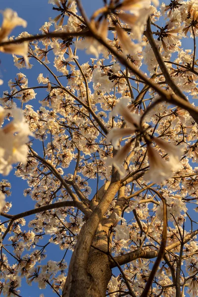 Detail Flowering White Blue Sky Background — Stockfoto