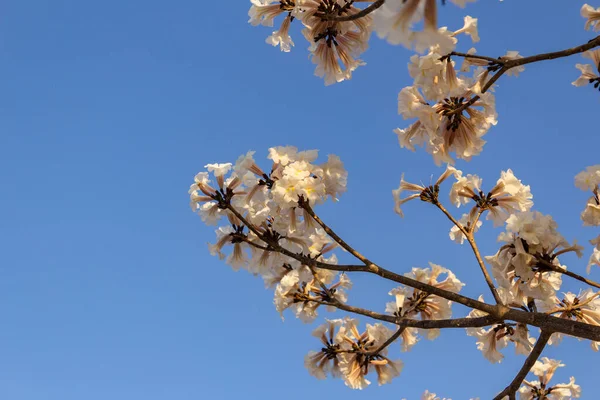 Detail of a flowering white ip with blue sky in the background.