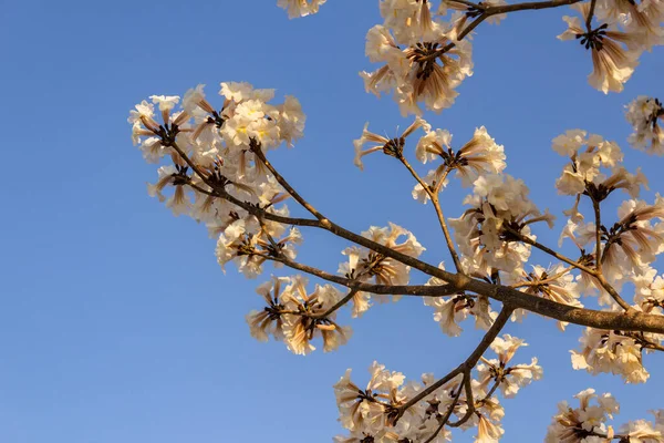 Detail of a flowering white ip with blue sky in the background.