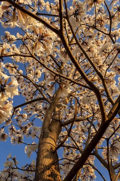 Detail Flowering White Blue Sky Background — Stockfoto