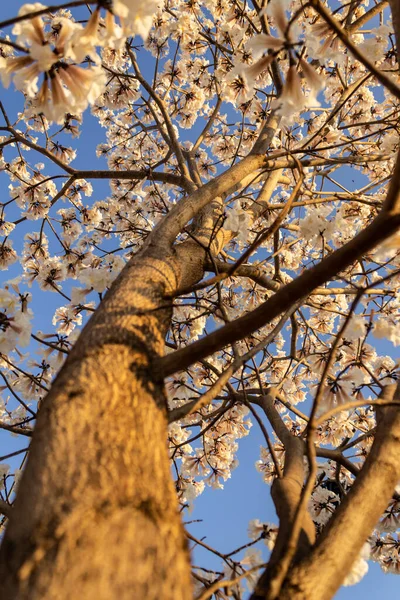 Detail Flowering White Blue Sky Background — Stockfoto