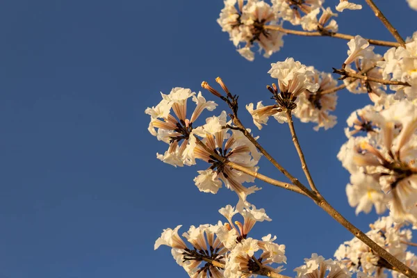 Some flowering branches of white ipe with blue sky in the background. Tabebuia roseo-alba.