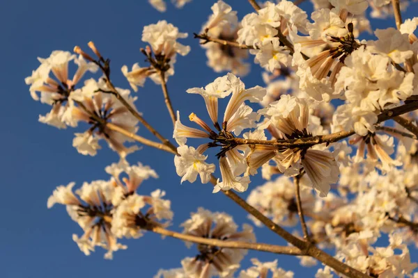 Some flowering branches of white ipe with blue sky in the background. Tabebuia roseo-alba.