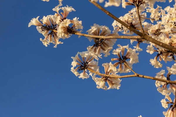 Some flowering branches of white ipe with blue sky in the background. Tabebuia roseo-alba.