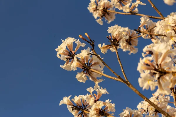 Some flowering branches of white ipe with blue sky in the background. Tabebuia roseo-alba.
