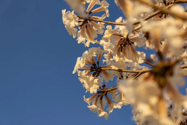 Some flowering branches of white ipe with blue sky in the background. Tabebuia roseo-alba.