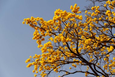 Arka planda mavi gökyüzü olan sarı ipe dalları. (Handroanthus albus).