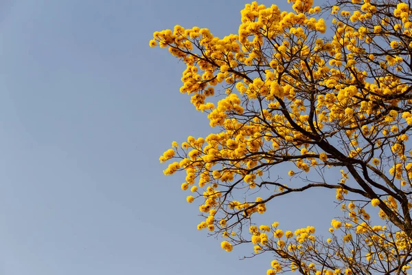 Some Flowering Yellow Ipe Branches Blue Sky Background Handroanthus Albus — стоковое фото