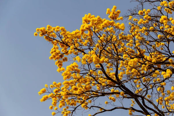 Arka planda mavi gökyüzü olan sarı ipe dalları. (Handroanthus albus).