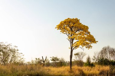 A yellow flowering ipe on the banks of the BR-153 highway in Goias.
