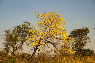 A yellow flowering ipe on the banks of the BR-153 highway in Goias.