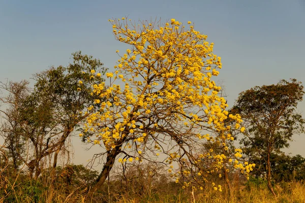A yellow flowering ipe on the banks of the BR-153 highway in Goias.