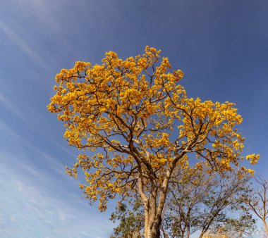 Detail of a flowering yellow ip with sky in the background and space for text.