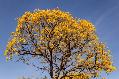 Detail of a flowering yellow ip with blue sky in the background