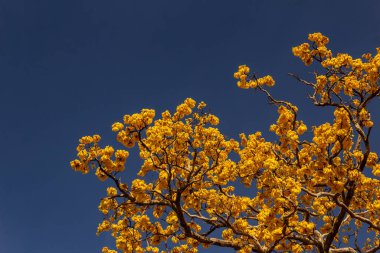 Detail of a flowering yellow ip with sky in the background and space for text.