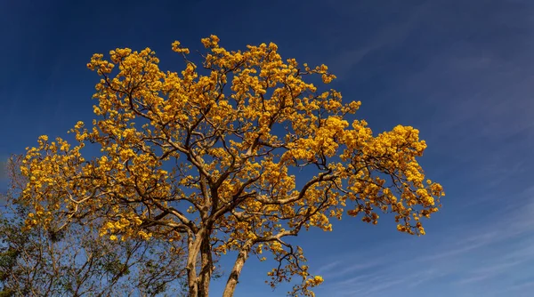 Detail Flowering Yellow Blue Sky Background — Stock Fotó