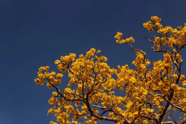 Detail Flowering Yellow Sky Background Space Text —  Fotos de Stock
