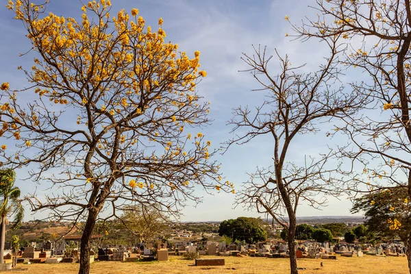 Detail Yellow Ipe End Flowering Cemetery Goiania — ストック写真