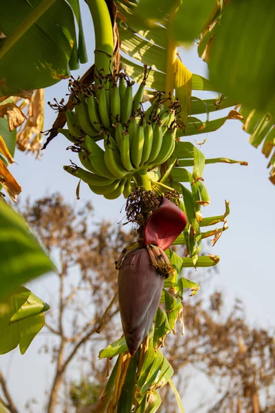 A bunch of unripe bananas hanging from the banana tree.