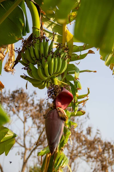 A bunch of unripe bananas hanging from the banana tree.