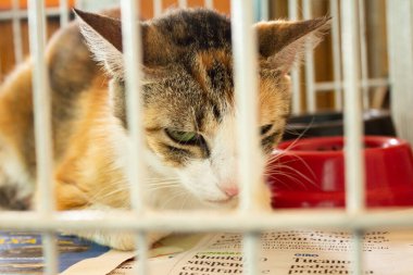 Goiania 'daki bir hayvan evlat edinme fuarında üç renkli üzgün kedi kafesin içinde sergileniyor..