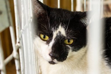 Evlat edinme fuarında siyah beyaz bir kedi sergileniyor..