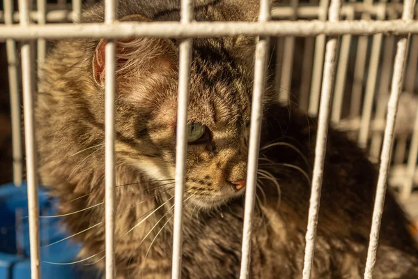 A brindle cat inside a cage at an animal adoption fair. Event conceived by a shelter for abandoned animals to find a home for everyone.