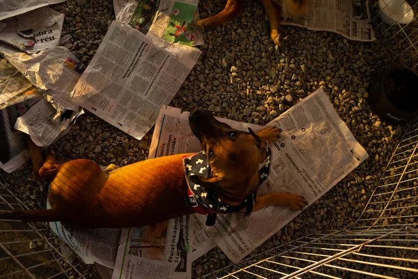 Cão Caramelo Deitado Folhas Jornal Exposto Dentro Uma Caneta Numa — Fotografia de Stock