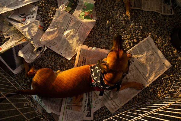 Карамельная Собака Лежащая Листах Газет Ручке Ярмарке Усыновления Животных Гоянии — стоковое фото