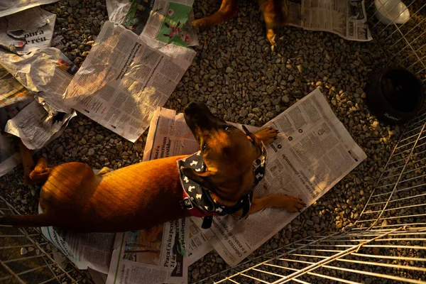 Карамельная Собака Лежащая Листах Газет Ручке Ярмарке Усыновления Животных Гоянии — стоковое фото