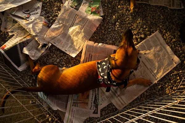 Cão Caramelo Deitado Folhas Jornal Exposto Dentro Uma Caneta Numa — Fotografia de Stock