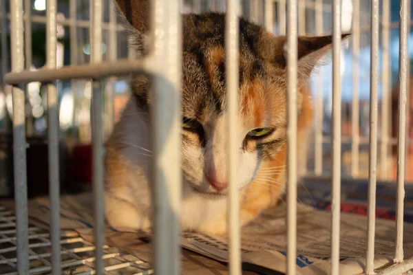 Sorglig Tricolor Kvinna Katt Utställning Inne Bur Djur Adoption Mässa — Stockfoto