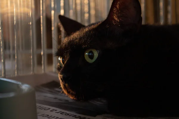 ゴイアニアの動物養子縁組フェアで檻の中に展示されている黒い猫 — ストック写真