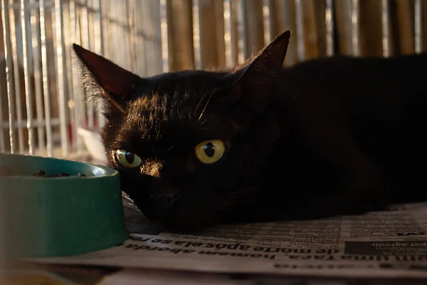 Eine Schwarze Katze Einem Käfig Auf Einer Tieradoptionsmesse Goiania — Stockfoto