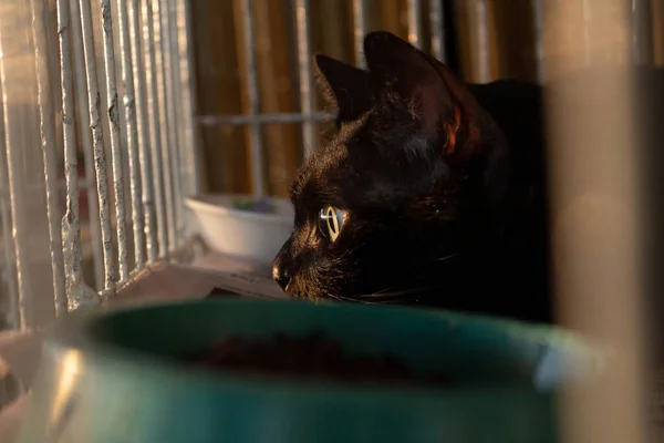 A black cat on display inside a cage at an animal adoption fair in Goiania.